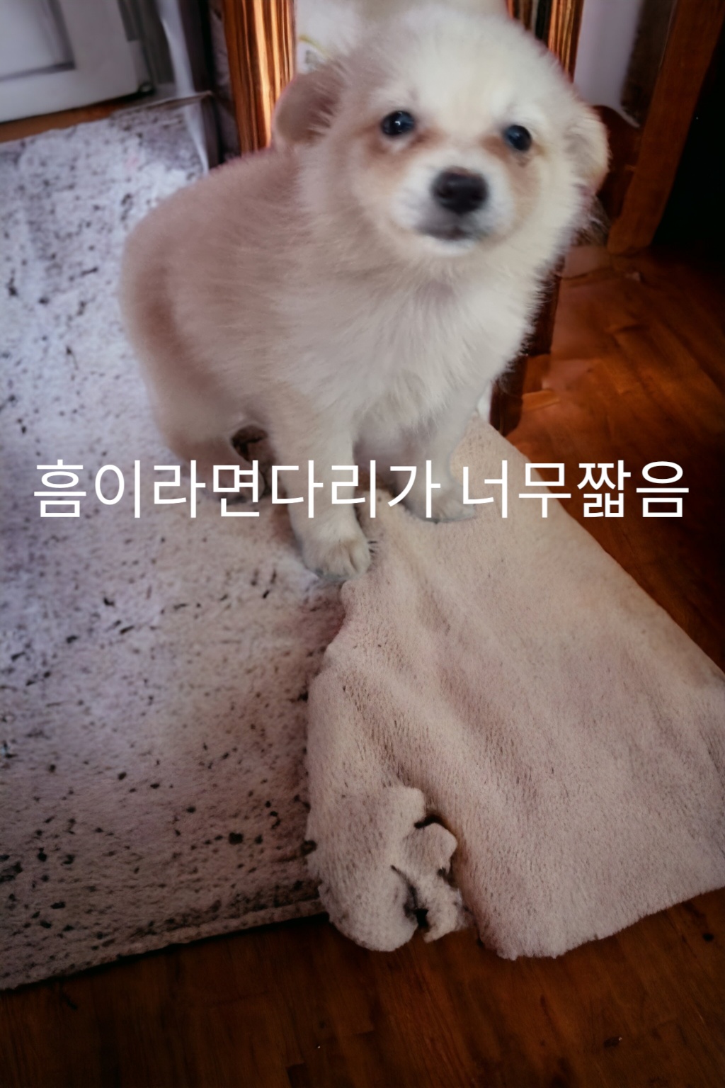 치와와믹스견 이미지 파일 입니다.