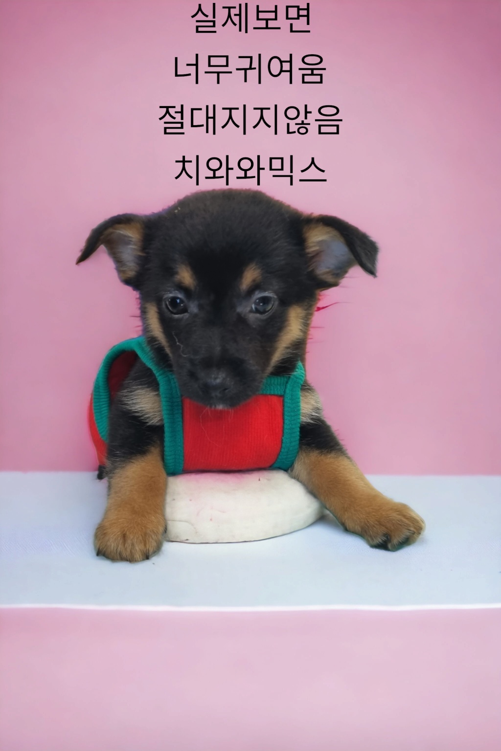 치와와믹스견 이미지 파일 입니다.