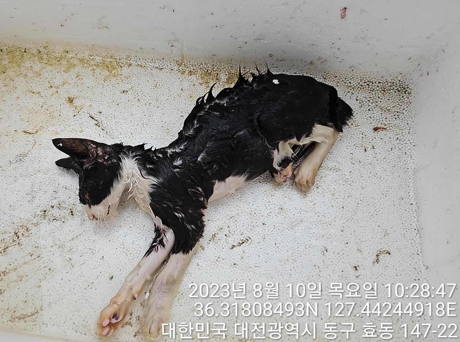 한국 고양이 이미지 파일 입니다.