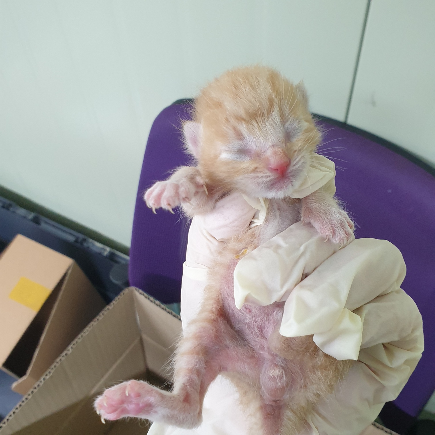 한국 고양이 이미지 파일 입니다.