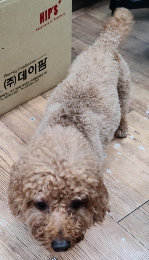 푸들 이미지 파일 입니다.