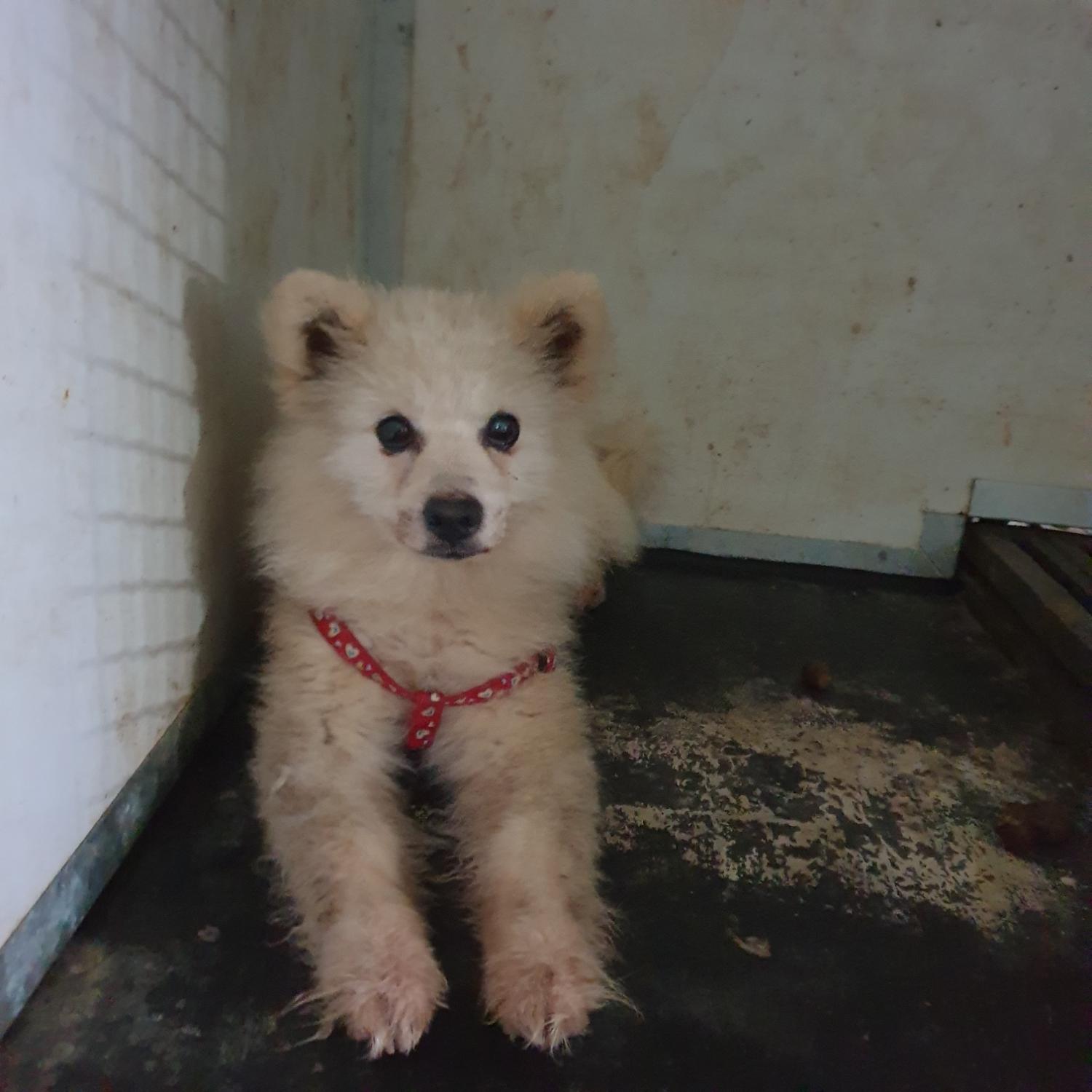 포메라니안 이미지 파일 입니다.