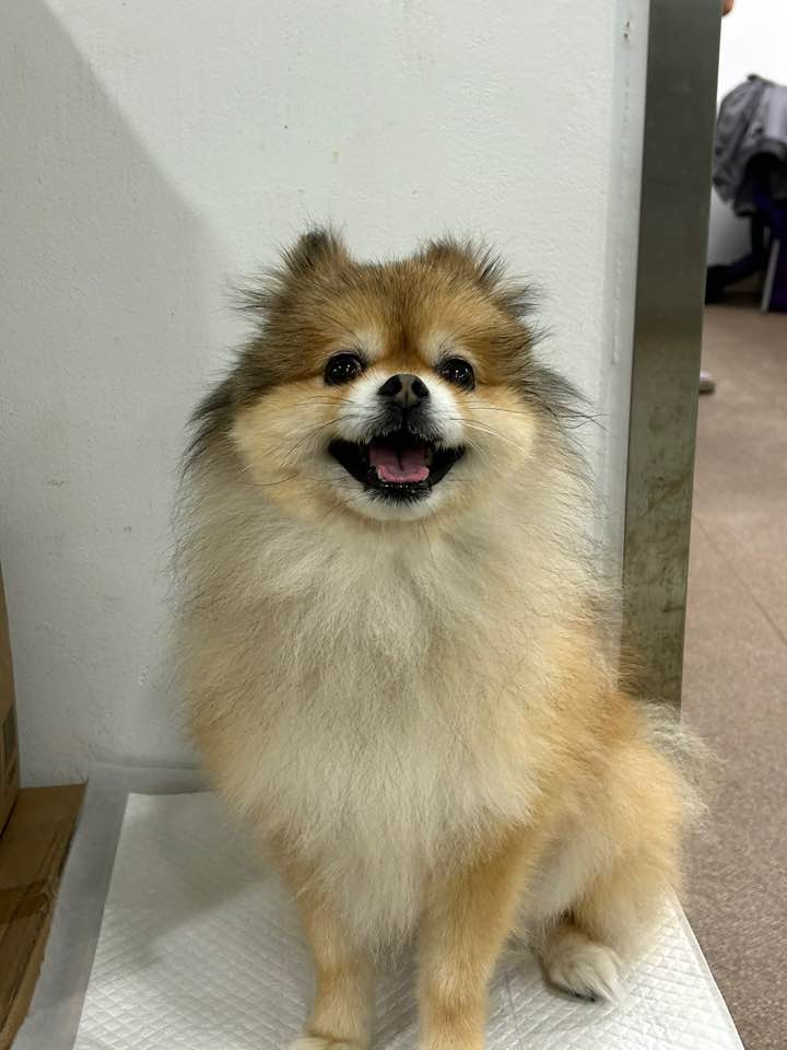 포메라니안 이미지 파일 입니다.