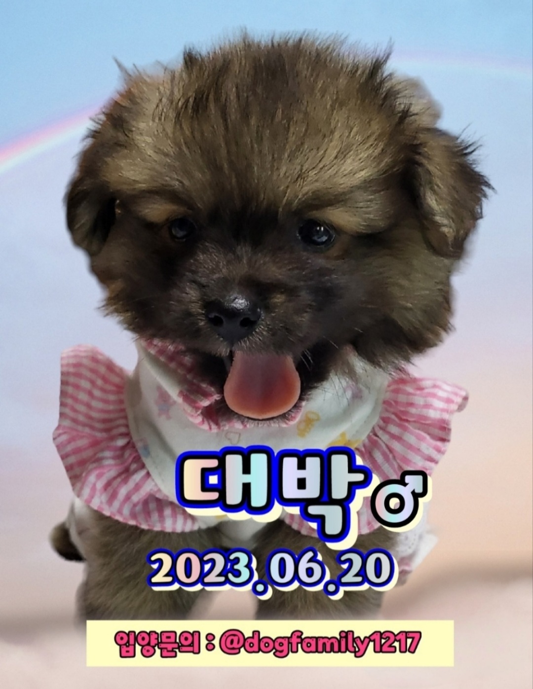 믹스견 이미지 파일 입니다.