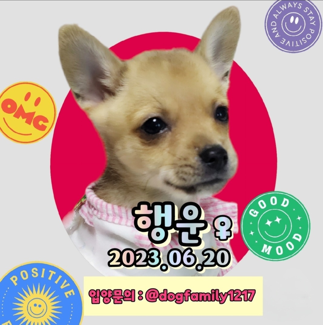 믹스견 이미지 파일 입니다.