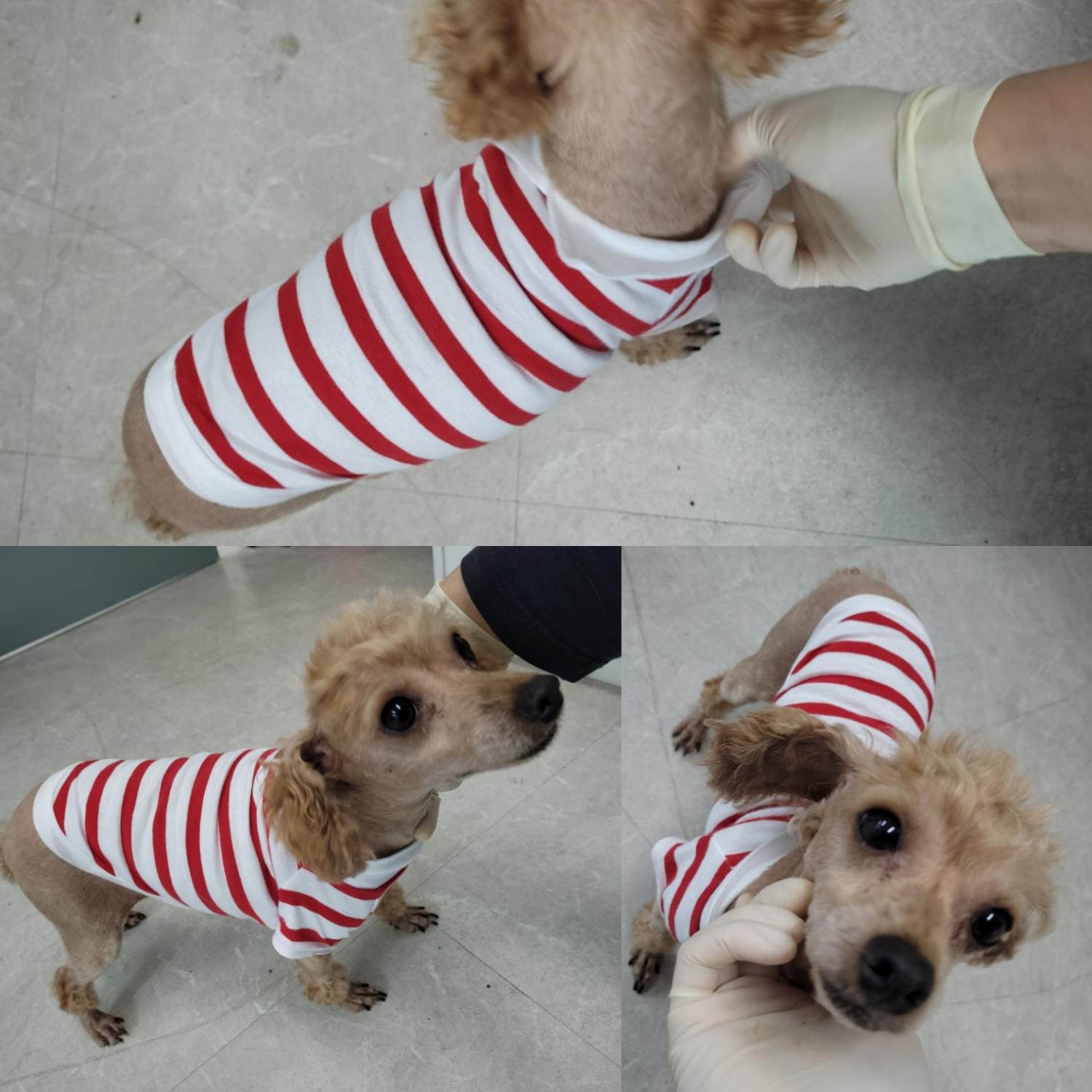 푸들 이미지 파일 입니다.