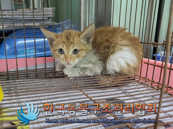 한국 고양이 이미지 파일 입니다.