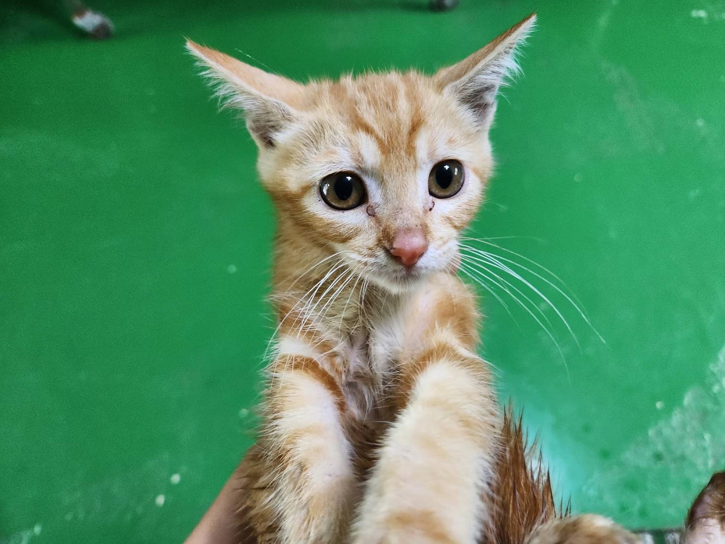 한국 고양이 이미지 파일 입니다.
