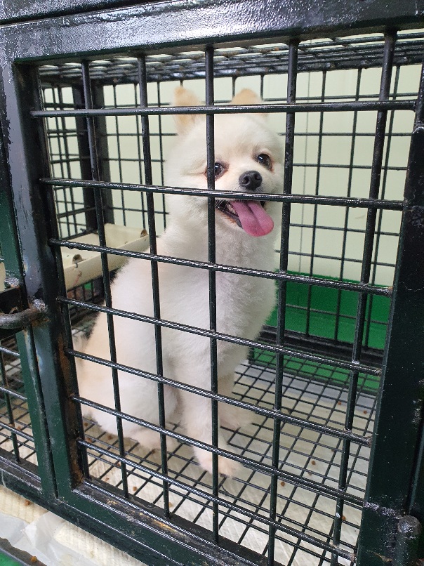 포메라니안 이미지 파일 입니다.