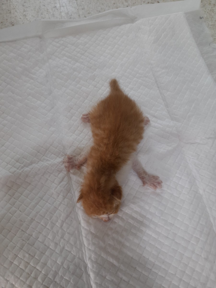 믹스묘 이미지 파일 입니다.