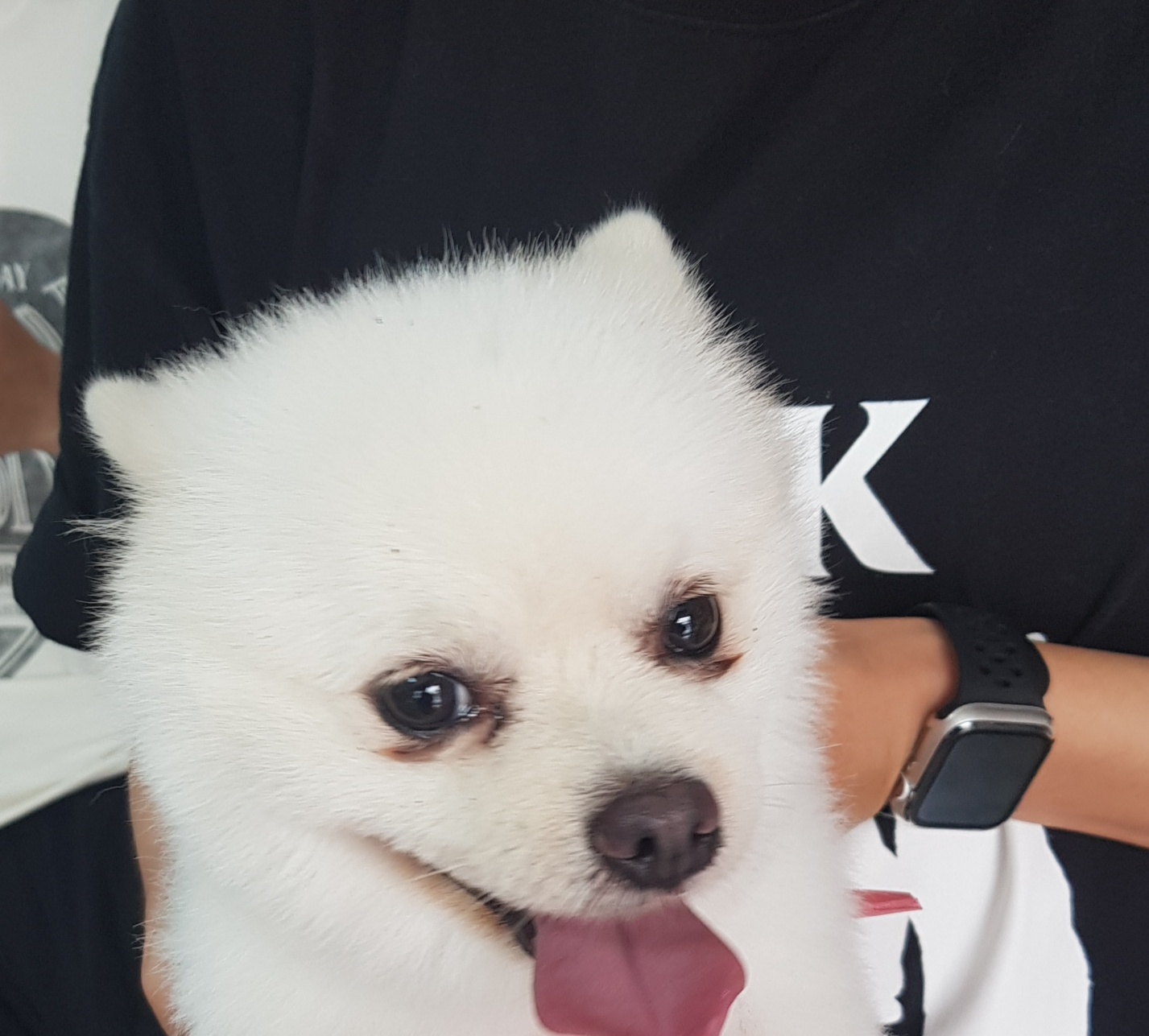 포메라니안 이미지 파일 입니다.