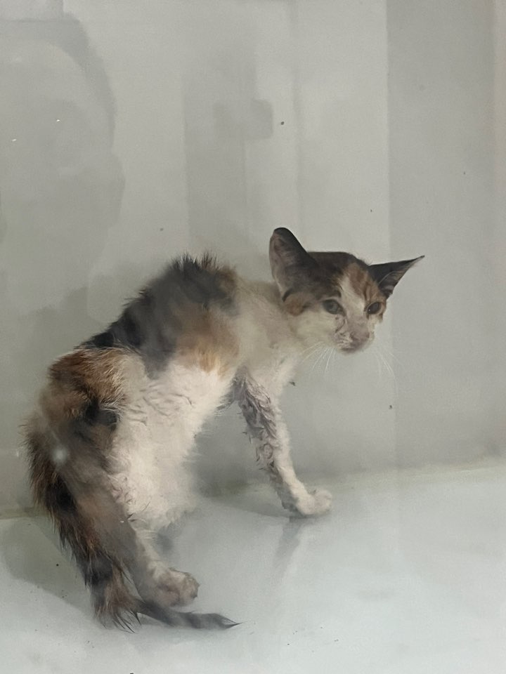 한국 고양이 이미지 파일 입니다.