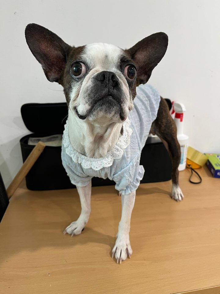 프렌치 불독 이미지 파일 입니다.
