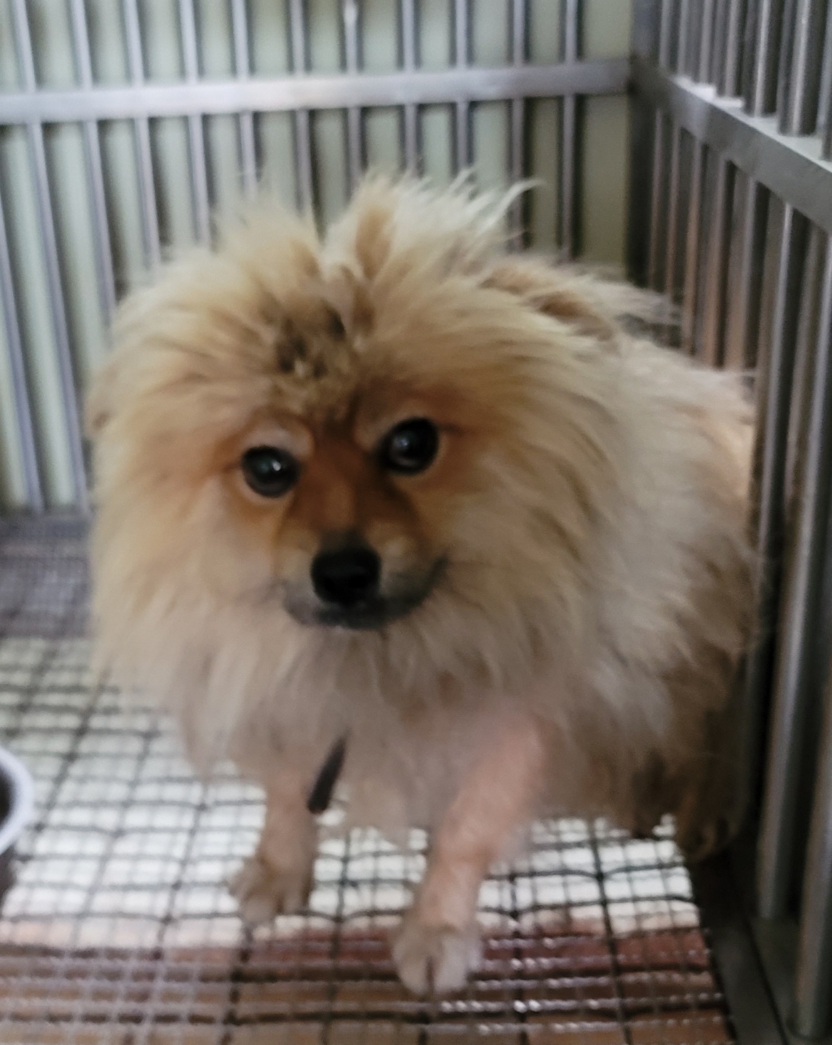 믹스견 이미지 파일 입니다.