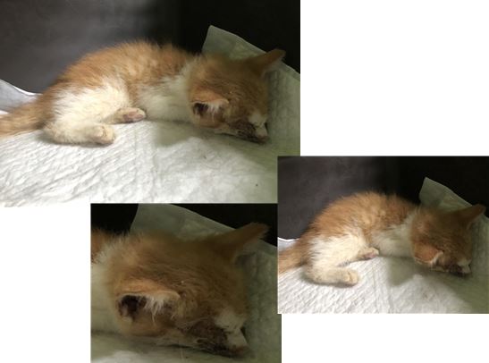 한국 고양이 이미지 파일 입니다.