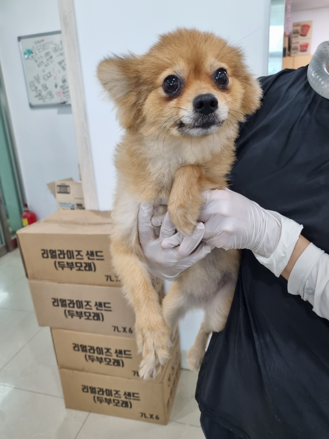 포메라니안 이미지 파일 입니다.