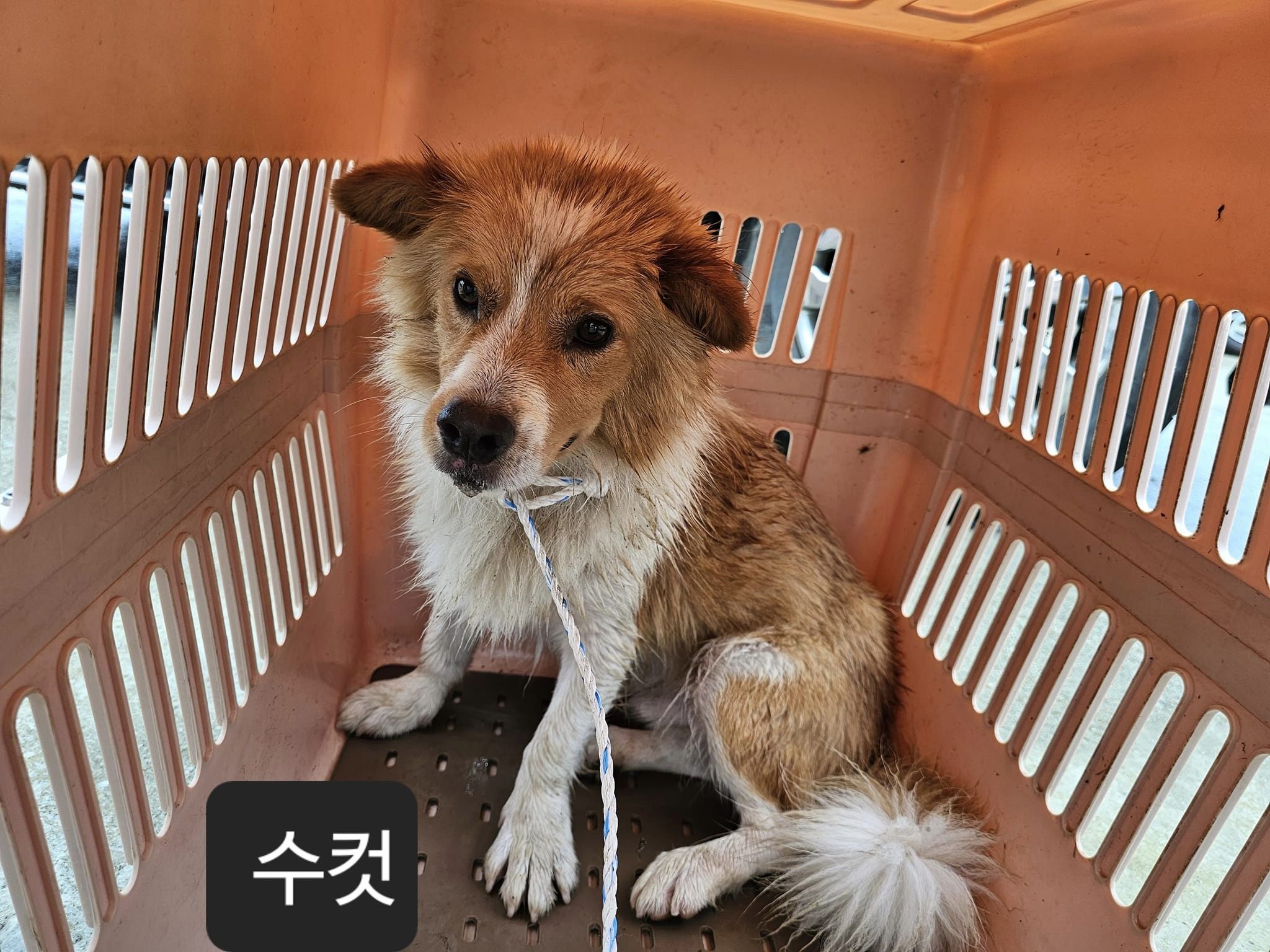 믹스견 이미지 파일 입니다.