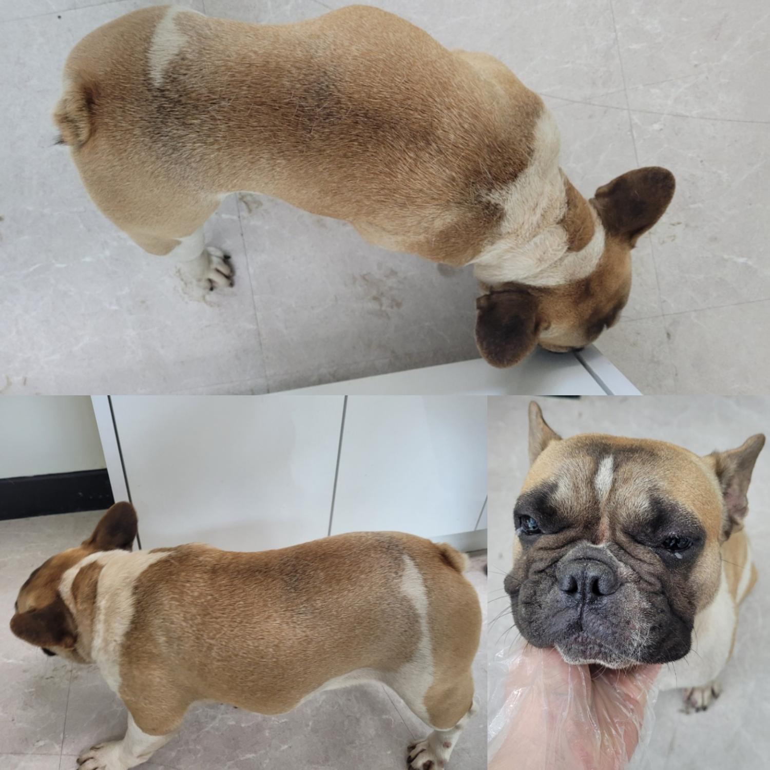 프렌치 불독 이미지 파일 입니다.