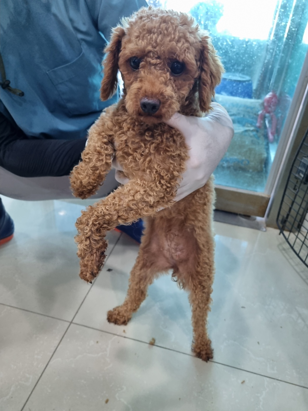 푸들 이미지 파일 입니다.