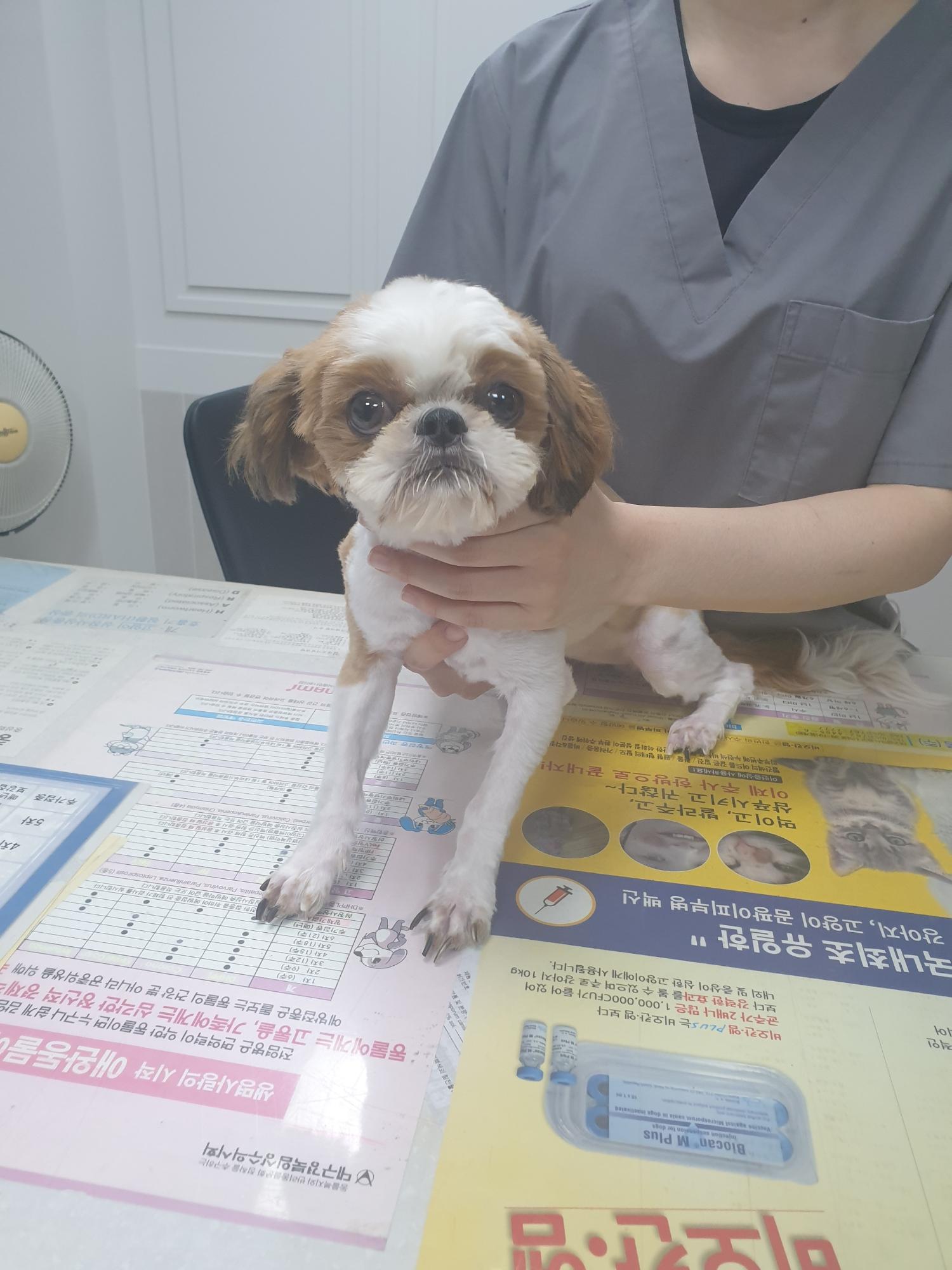 시츄 이미지 파일 입니다.