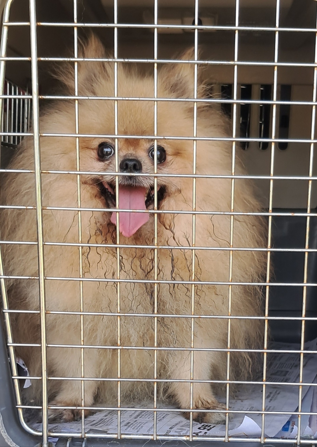 포메라니안 이미지 파일 입니다.