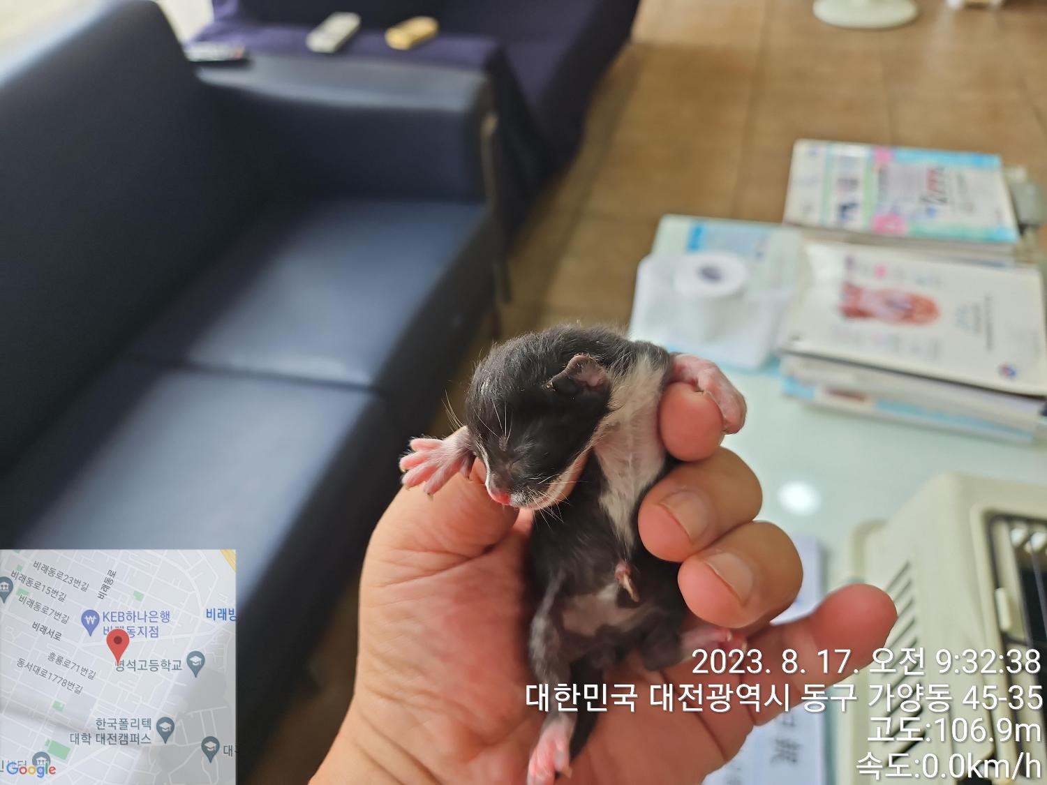한국 고양이 이미지 파일 입니다.