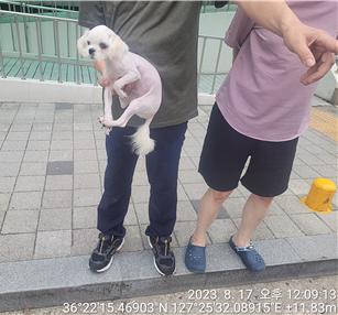 말티즈 이미지 파일 입니다.