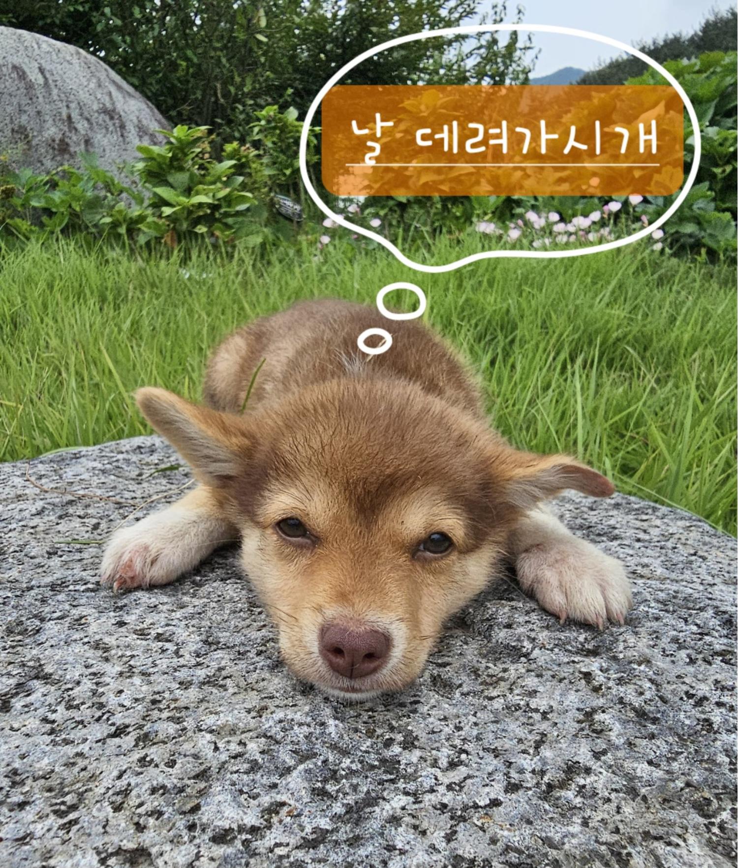 믹스견 이미지 파일 입니다.