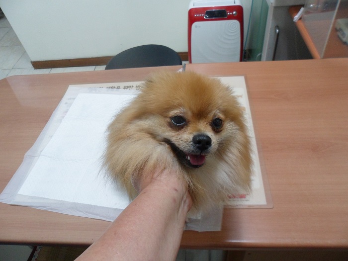 포메라니안 이미지 파일 입니다.