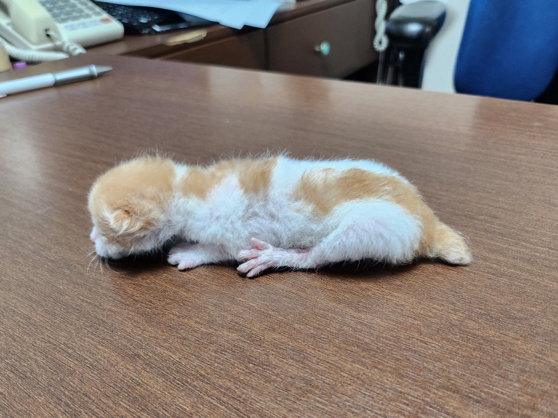 한국 고양이 이미지 파일 입니다.