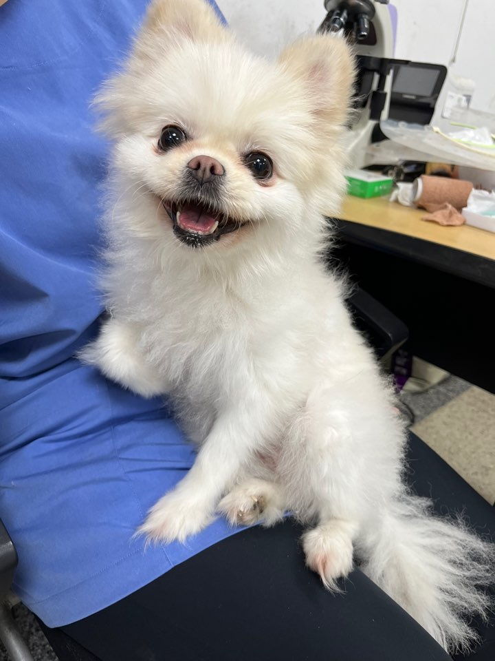 포메라니안 이미지 파일 입니다.