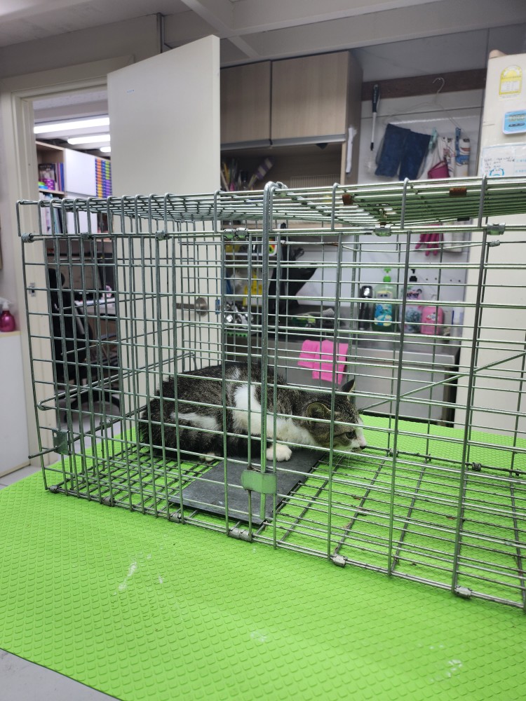 한국 고양이 이미지 파일 입니다.