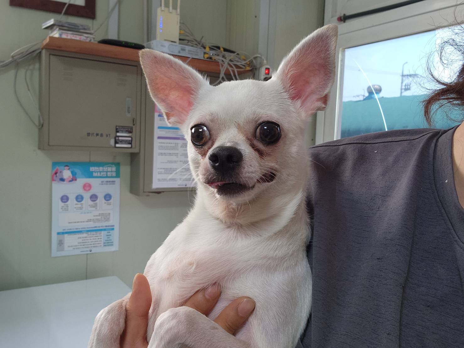 치와와 이미지 파일 입니다.