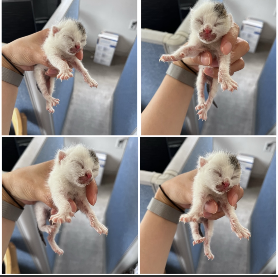 한국 고양이 이미지 파일 입니다.