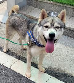 시베리안 허스키 이미지 파일 입니다.