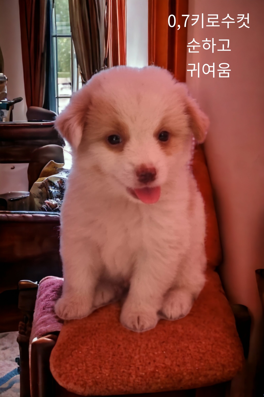 믹스견 이미지 파일 입니다.