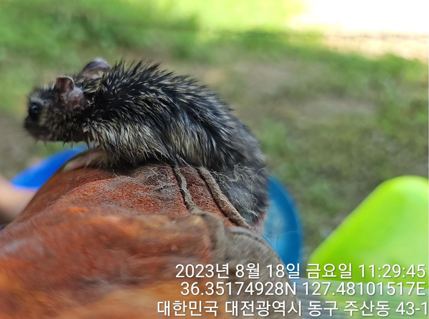 [기타축종] 햄스터 이미지 파일 입니다.