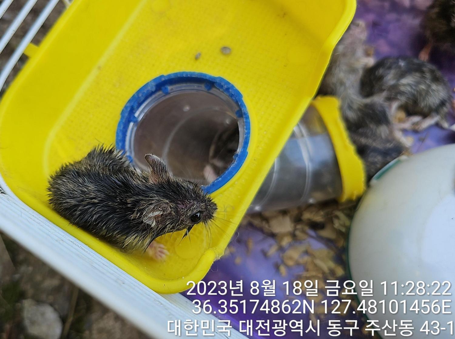 [기타축종] 햄스터 이미지 파일 입니다.