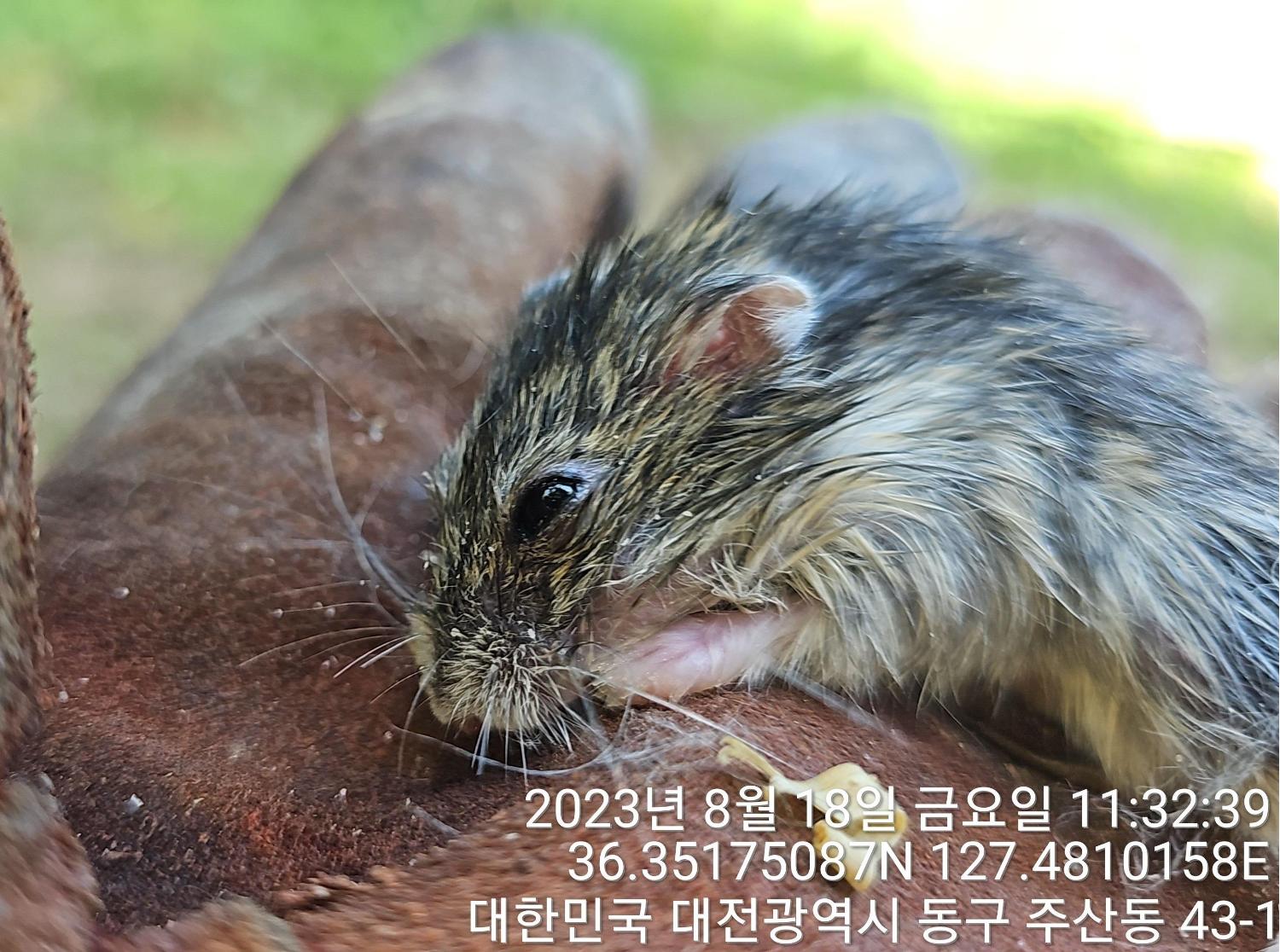 [기타축종] 햄스터 이미지 파일 입니다.