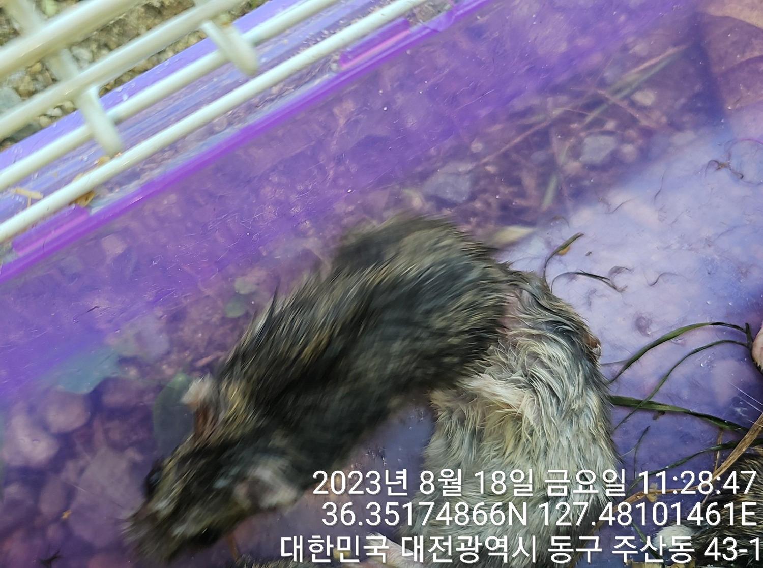 [기타축종] 햄스터 이미지 파일 입니다.