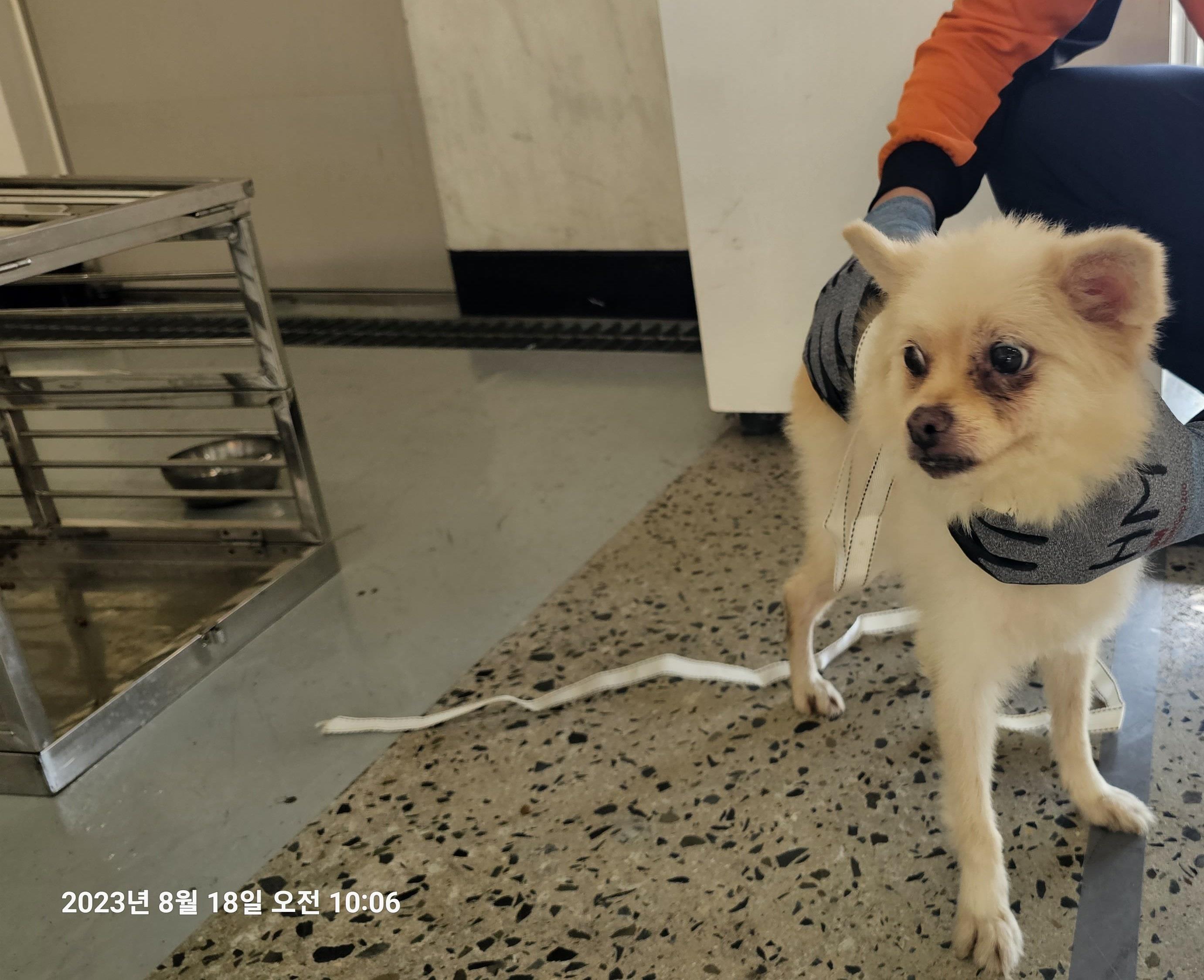 포메라니안 이미지 파일 입니다.