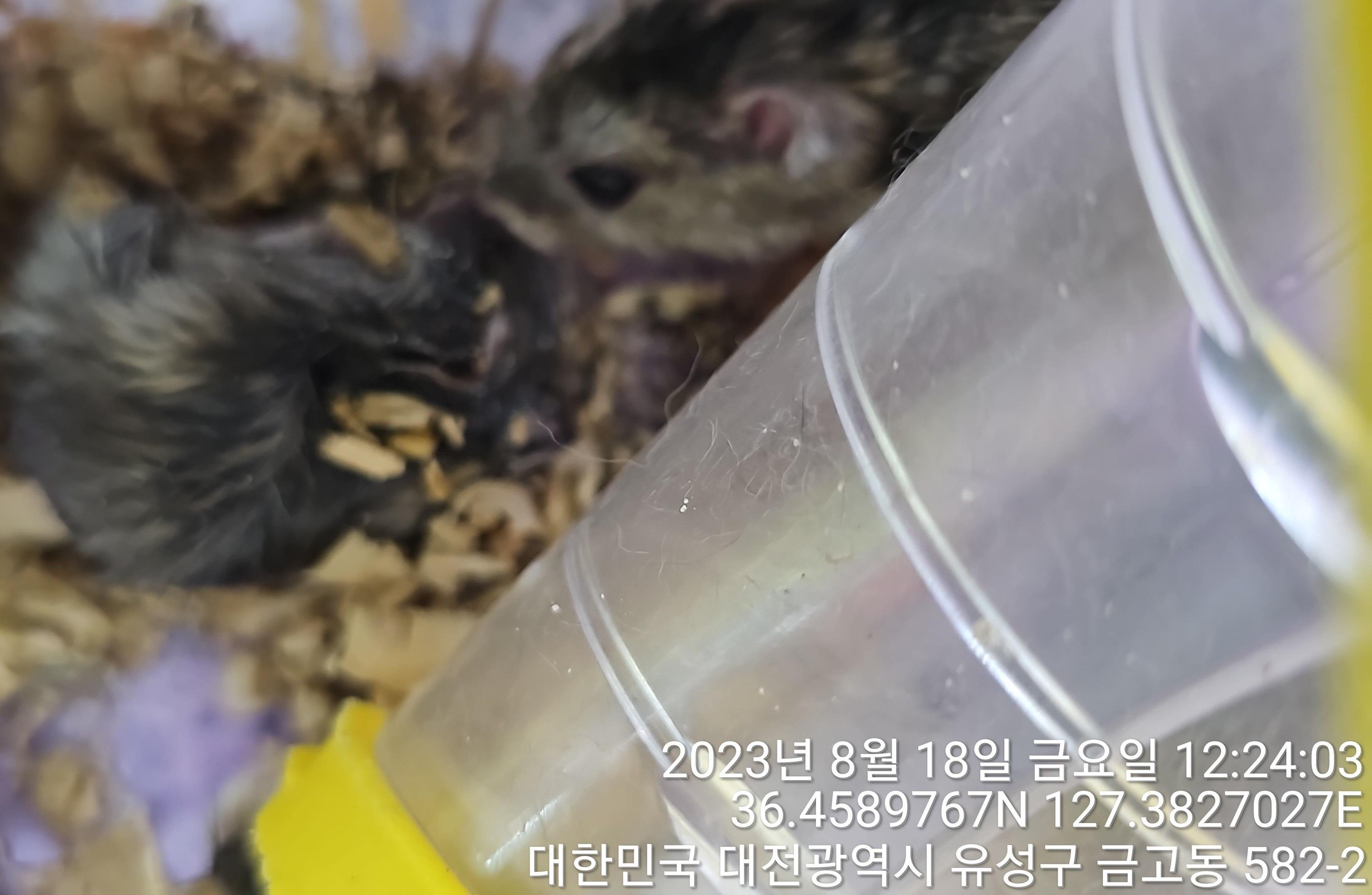 [기타축종] 햄스터 이미지 파일 입니다.