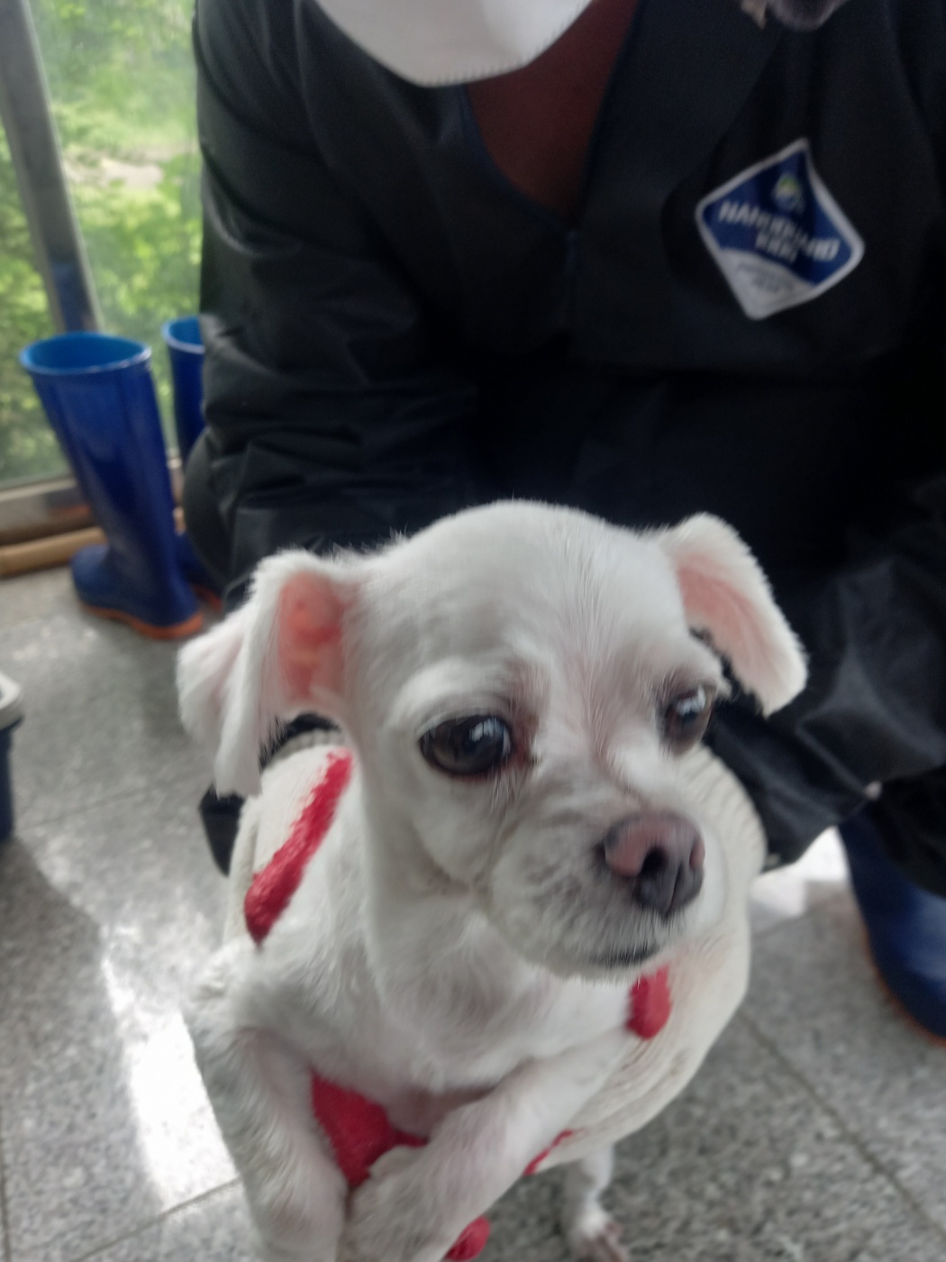 말티즈 이미지 파일 입니다.