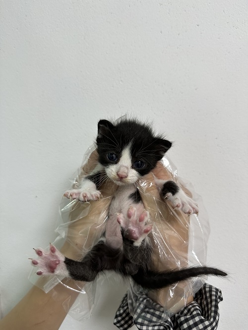 한국 고양이 이미지 파일 입니다.