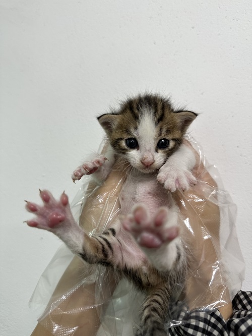 한국 고양이 이미지 파일 입니다.