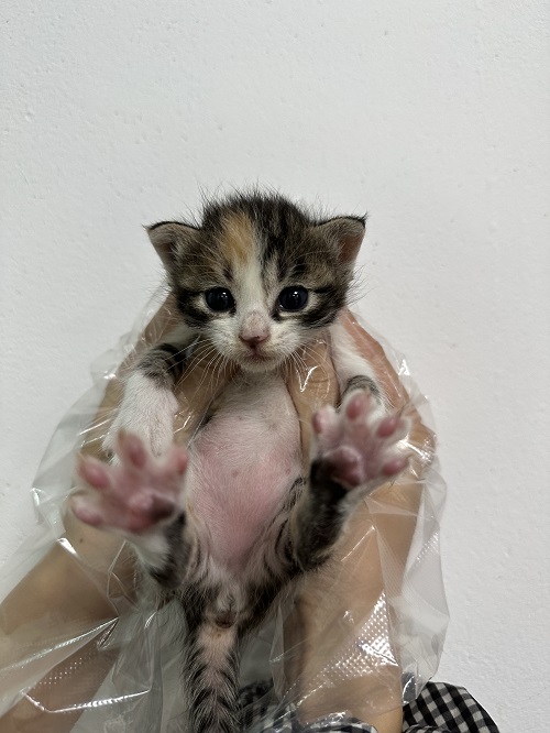 한국 고양이 이미지 파일 입니다.