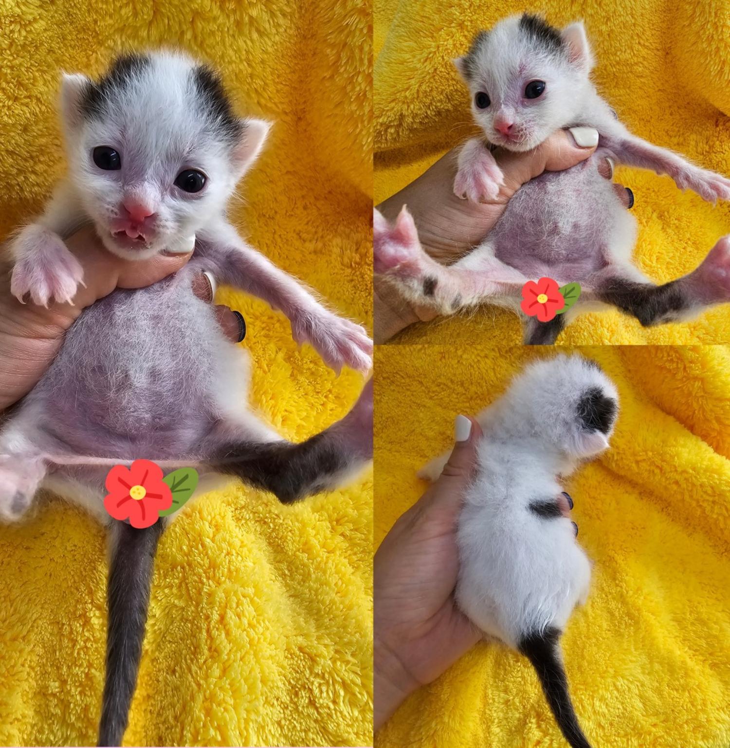 한국 고양이 이미지 파일 입니다.