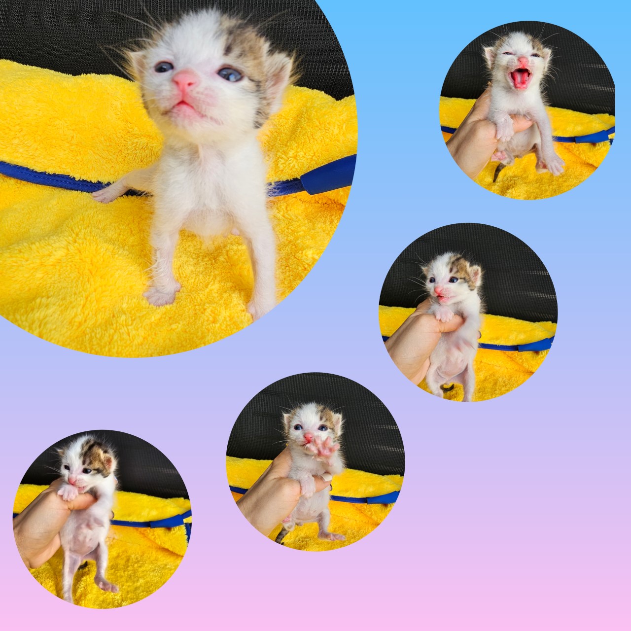 한국 고양이 이미지 파일 입니다.