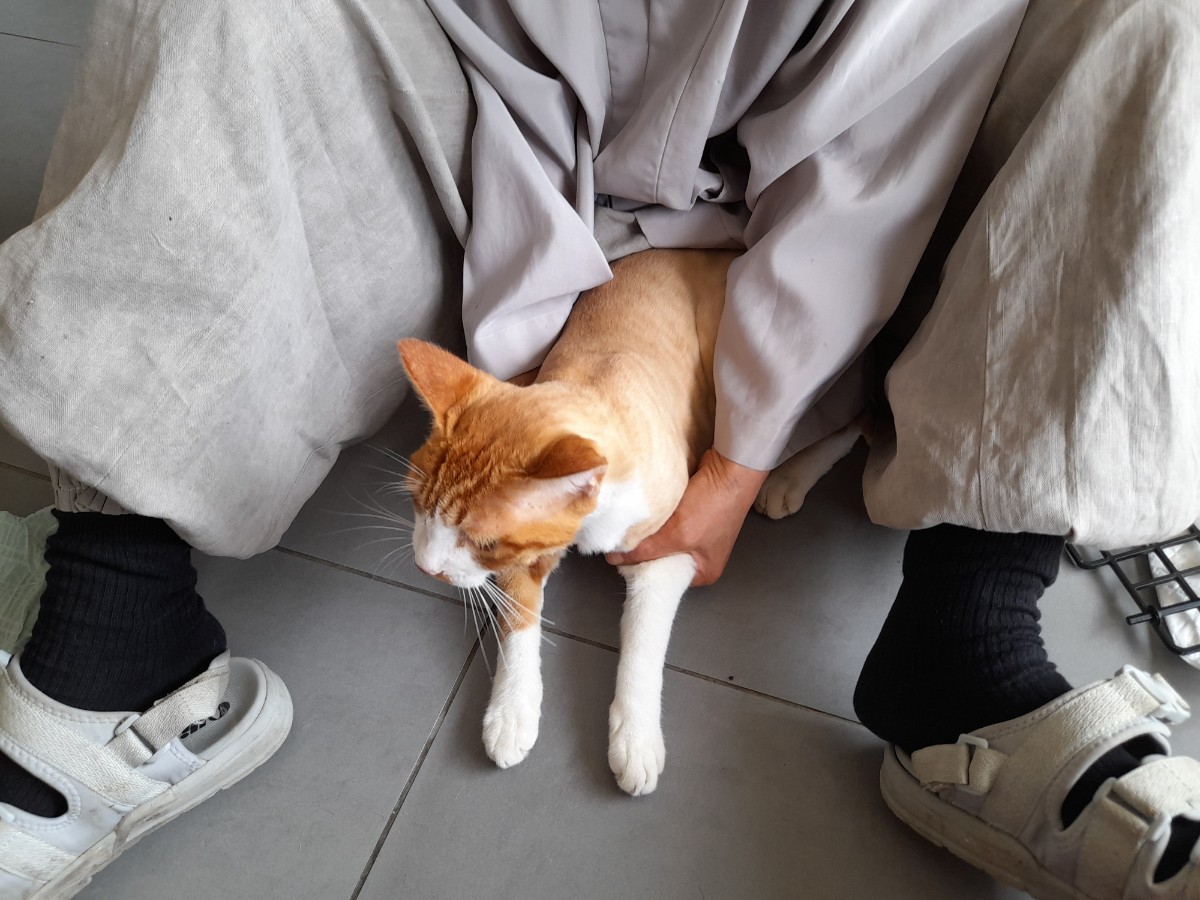 한국 고양이 이미지 파일 입니다.