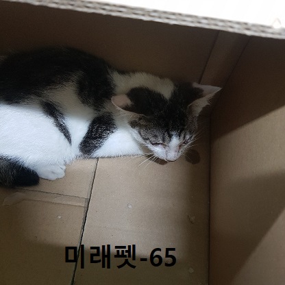 한국 고양이 이미지 파일 입니다.